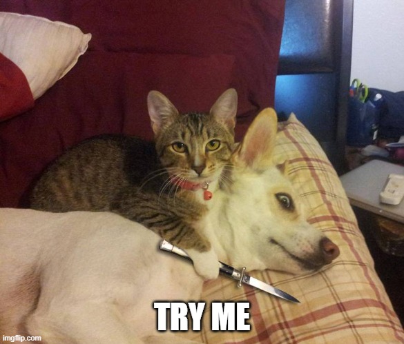 dog hostage | TRY ME | image tagged in dog hostage | made w/ Imgflip meme maker