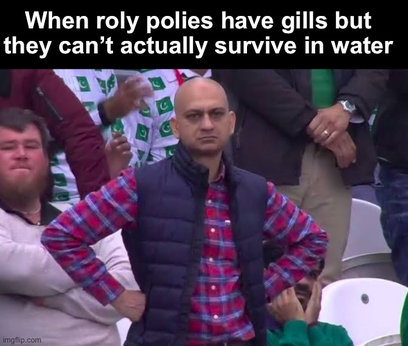 Disappointed Man | When roly polies have gills but they can’t actually survive in water | image tagged in disappointed man | made w/ Imgflip meme maker
