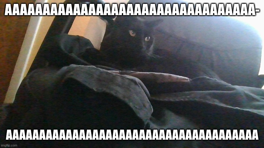 AAAAAAAAAAA cat | AAAAAAAAAAAAAAAAAAAAAAAAAAAAAAAAA-; AAAAAAAAAAAAAAAAAAAAAAAAAAAAAAAAAAAAAA | image tagged in cat | made w/ Imgflip meme maker