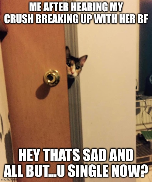 Cat peeking around door | ME AFTER HEARING MY CRUSH BREAKING UP WITH HER BF; HEY THATS SAD AND ALL BUT...U SINGLE NOW? | image tagged in cat peeking around door | made w/ Imgflip meme maker