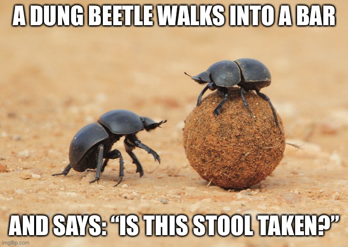 Dung beetle | A DUNG BEETLE WALKS INTO A BAR; AND SAYS: “IS THIS STOOL TAKEN?” | image tagged in dung beetle | made w/ Imgflip meme maker