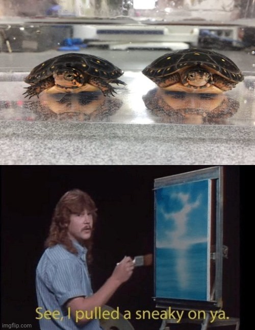 Turtles; 2 bearded men optical illusion | image tagged in i pulled a sneaky,funny,memes,illusion 100,optical illusion,sneak 100 | made w/ Imgflip meme maker