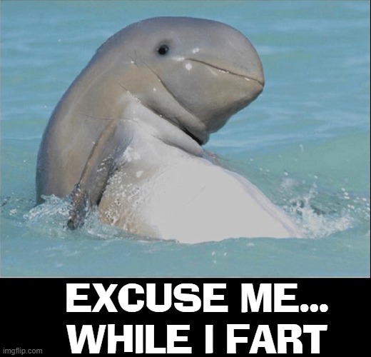 I'm surprised he didn't say, "Pull my finger" —like my dad |  EXCUSE ME... WHILE I FART | image tagged in vince vance,dolphins,memes,funny animal meme,pull my finger,fart jokes | made w/ Imgflip meme maker