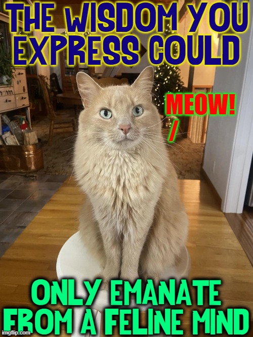 Feline Wisdom | THE WISDOM YOU
EXPRESS COULD; MEOW!
/; ONLY EMANATE FROM A FELINE MIND | image tagged in vince vance,cats,feline,wisdom,meow,i love cats | made w/ Imgflip meme maker