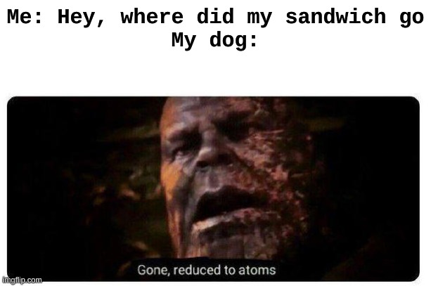 gone reduced to atoms | Me: Hey, where did my sandwich go
My dog: | image tagged in gone reduced to atoms | made w/ Imgflip meme maker
