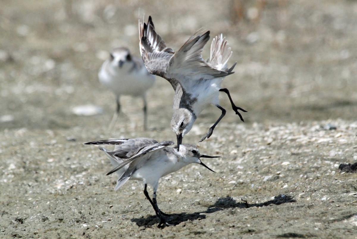 Wrybill Fight Blank Meme Template