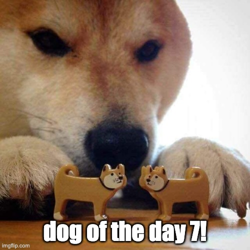 dog now kiss  | dog of the day 7! | image tagged in dog now kiss | made w/ Imgflip meme maker