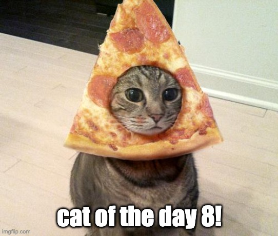 already 8 days! | cat of the day 8! | image tagged in pizza cat,cats | made w/ Imgflip meme maker