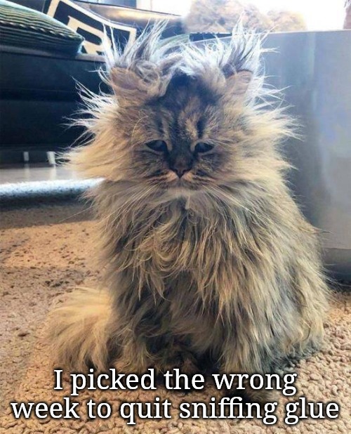 Stressed out kitty | I picked the wrong week to quit sniffing glue | image tagged in cat,stress,kitty | made w/ Imgflip meme maker