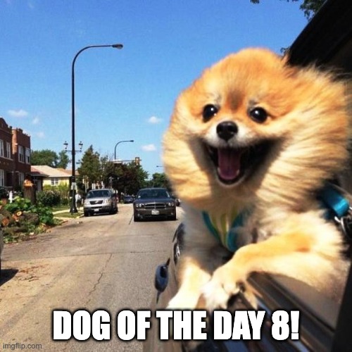 anyways, hows your day been? | DOG OF THE DAY 8! | image tagged in happy dog | made w/ Imgflip meme maker