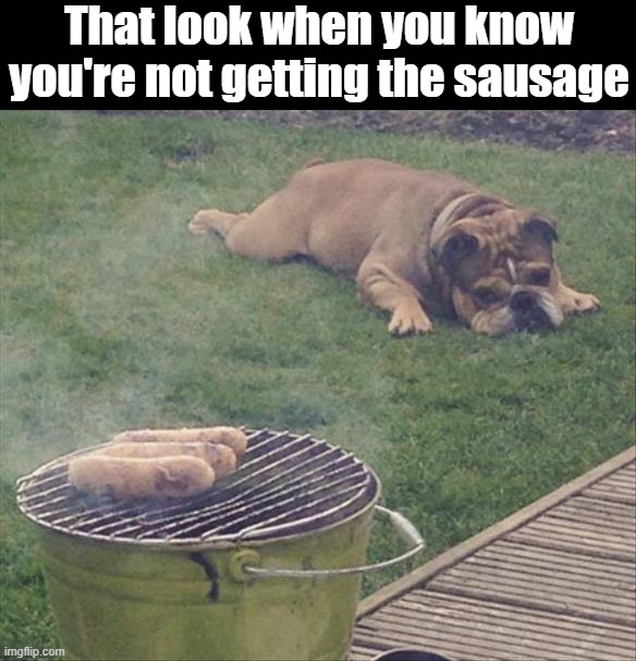 That look when you know you're not getting the sausage | image tagged in dogs | made w/ Imgflip meme maker