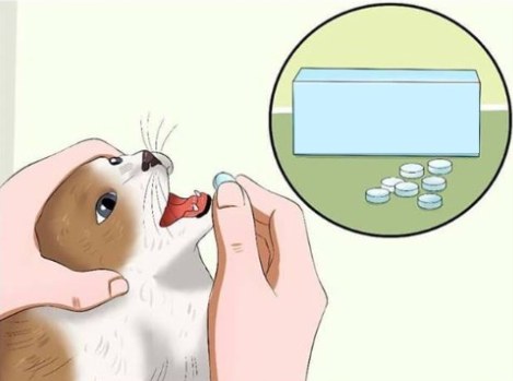 Cat Pills Blank Blank Meme Template