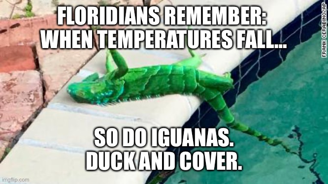 Falling iguanas | FLORIDIANS REMEMBER: 
WHEN TEMPERATURES FALL…; SO DO IGUANAS.
DUCK AND COVER. | image tagged in frozen iguana | made w/ Imgflip meme maker