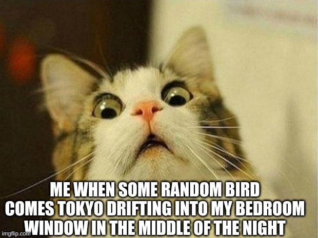 Ngl kinda scared me | ME WHEN SOME RANDOM BIRD COMES TOKYO DRIFTING INTO MY BEDROOM WINDOW IN THE MIDDLE OF THE NIGHT | image tagged in memes,scared cat,birds,spooky | made w/ Imgflip meme maker