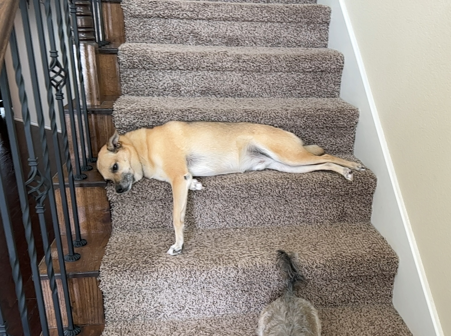 floor scout Blank Meme Template