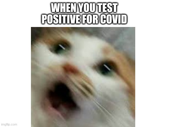 covid cat | WHEN YOU TEST POSITIVE FOR COVID | image tagged in cats | made w/ Imgflip meme maker