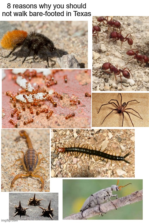 Blank White Template | 8 reasons why you should not walk bare-footed in Texas | image tagged in blank white template | made w/ Imgflip meme maker