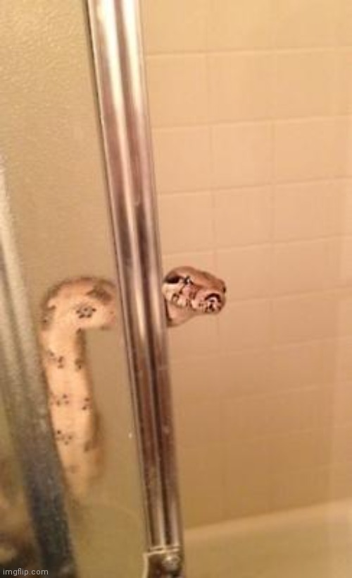 Snake in the shower, give him some privacy :) | image tagged in snakeshower | made w/ Imgflip meme maker