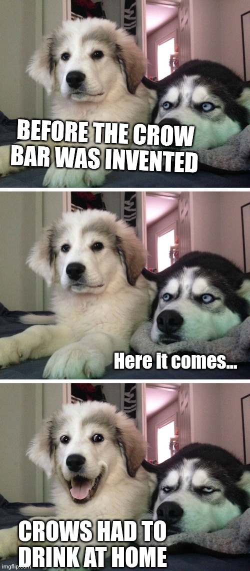 Bad pun dogs |  BEFORE THE CROW BAR WAS INVENTED; Here it comes... CROWS HAD TO DRINK AT HOME | image tagged in bad pun dogs | made w/ Imgflip meme maker