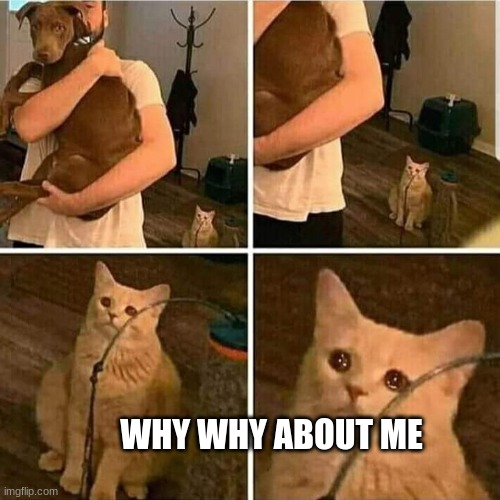 Sad Cat Holding Dog | WHY WHY ABOUT ME | image tagged in sad cat holding dog | made w/ Imgflip meme maker