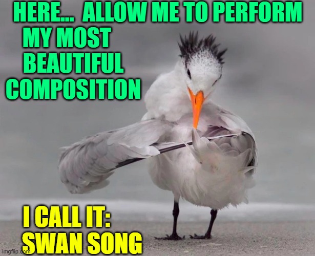 Birds were the original musicians | HERE...  ALLOW ME TO PERFORM
MY MOST                                          
BEAUTIFUL                                       
COMPOSITION; I CALL IT:                                       
SWAN SONG | image tagged in vince vance,birds,memes,feather,violins,swan song | made w/ Imgflip meme maker