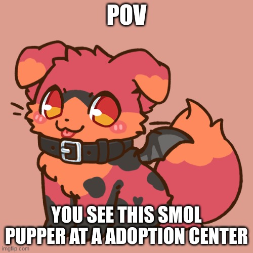 No killing or hurting him! No joke OCS and no Military OCs | POV; YOU SEE THIS SMOL PUPPER AT A ADOPTION CENTER | image tagged in roleplay,hjs origin story part 3,adoption rp | made w/ Imgflip meme maker