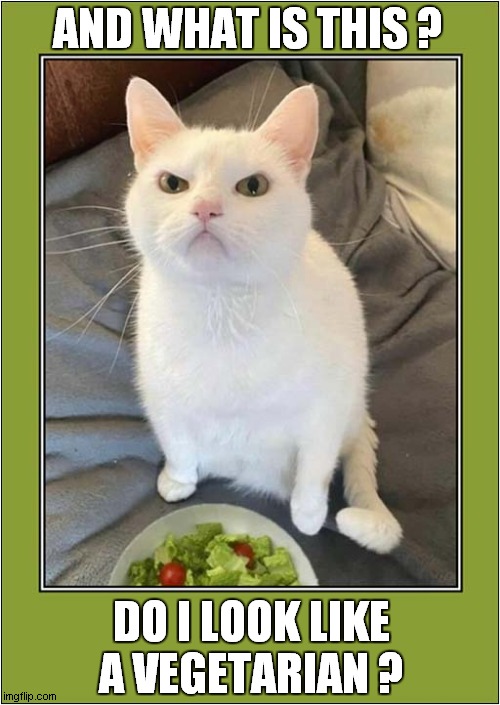 A Very Unimpressed Cat ! | AND WHAT IS THIS ? DO I LOOK LIKE A VEGETARIAN ? | image tagged in cats,unimpressed,vegetarian | made w/ Imgflip meme maker