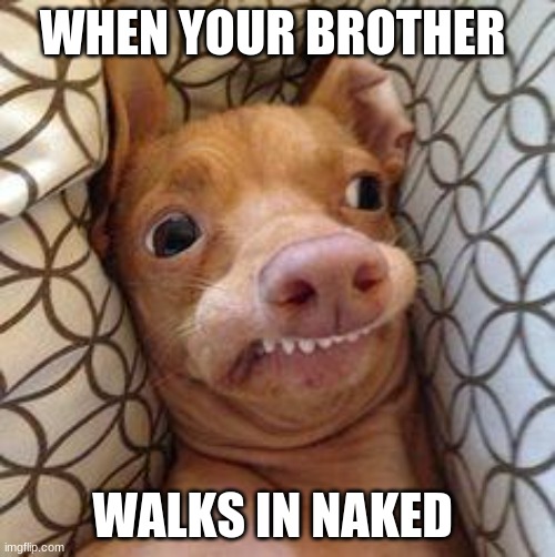 Ph dog | WHEN YOUR BROTHER; WALKS IN NAKED | image tagged in ph dog | made w/ Imgflip meme maker