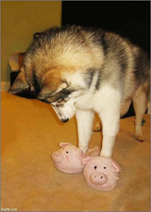 What Kind Of Sorcery Is This ? | image tagged in dogs,sorcery,slippers | made w/ Imgflip meme maker