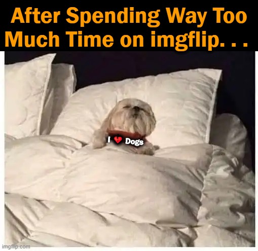 Zzzzzzzzz | After Spending Way Too

Much Time on imgflip. . . I 💔 Dogs | image tagged in fun,zzzzzzzzz,imgflip users,true,cute dog | made w/ Imgflip meme maker