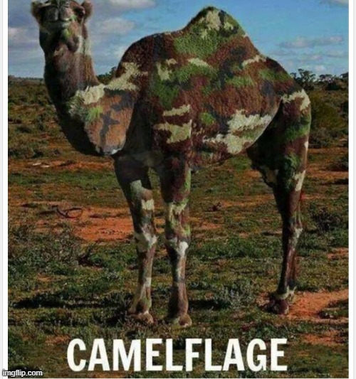 Camelflage | image tagged in camelflage | made w/ Imgflip meme maker