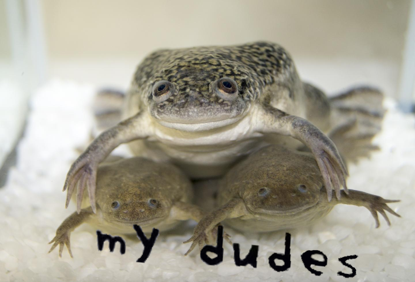 High Quality mYdudes_dudes Blank Meme Template