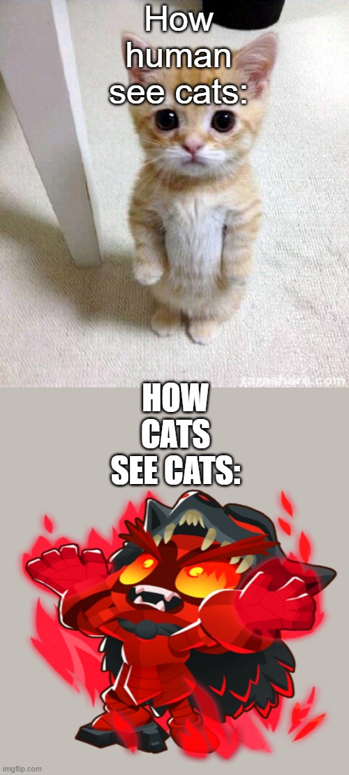 How they see | How human see cats:; HOW CATS SEE CATS: | image tagged in memes,cute cat | made w/ Imgflip meme maker