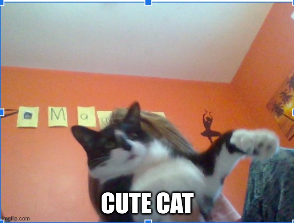 no | CUTE CAT | made w/ Imgflip meme maker
