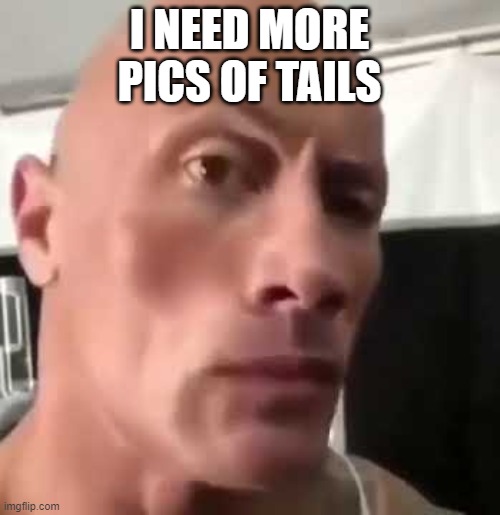 I NEED MORE PICS OF TAILS | image tagged in the rock eyebrows | made w/ Imgflip meme maker