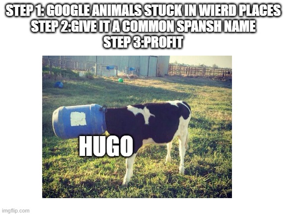 STEP 1: GOOGLE ANIMALS STUCK IN WIERD PLACES
STEP 2:GIVE IT A COMMON SPANSH NAME
STEP 3:PROFIT; HUGO | image tagged in funny memes | made w/ Imgflip meme maker