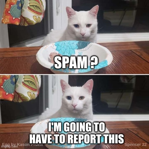 SPAM ? I'M GOING TO HAVE TO REPORT THIS | image tagged in egg the cat,spam,what is this,report,smudge the cat | made w/ Imgflip meme maker