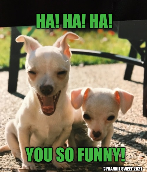 Ha! Ha! Ha! | HA! HA! HA! YOU SO FUNNY! ©FRANKIE SWEET 2021 | image tagged in funny,ha ha ha,animals,pets,dogs,laugh | made w/ Imgflip meme maker