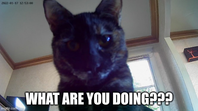 What're you doing??? |  WHAT ARE YOU DOING??? | image tagged in kitten staring at camera | made w/ Imgflip meme maker