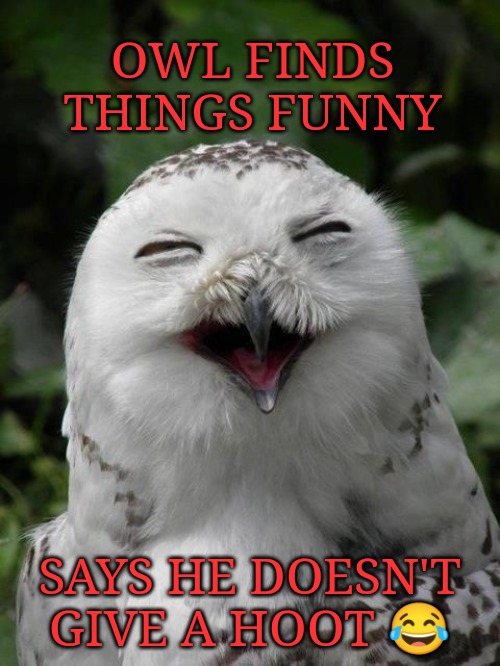 Funny | OWL FINDS THINGS FUNNY; SAYS HE DOESN'T GIVE A HOOT 😂 | image tagged in snowy owl | made w/ Imgflip meme maker
