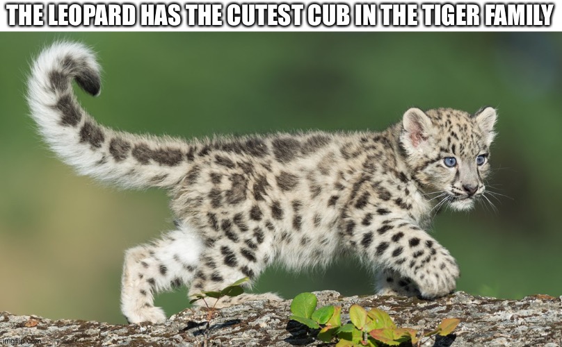 (in my opinion) | THE LEOPARD HAS THE CUTEST CUB IN THE TIGER FAMILY | image tagged in kitty | made w/ Imgflip meme maker