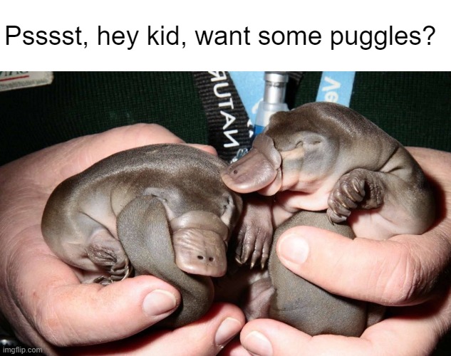 image tagged in platypus,puggles | made w/ Imgflip meme maker