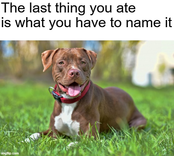 doggy | The last thing you ate is what you have to name it | image tagged in dog | made w/ Imgflip meme maker
