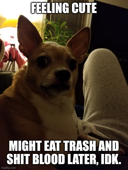 Shit blood | FEELING CUTE; MIGHT EAT TRASH AND SHIT BLOOD LATER, IDK. | image tagged in doge | made w/ Imgflip meme maker
