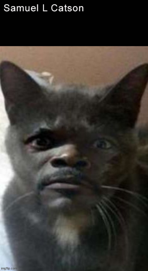 Pulp Fiction Samuel L Catson | image tagged in memes,funny,cat,samuel l jackson | made w/ Imgflip meme maker