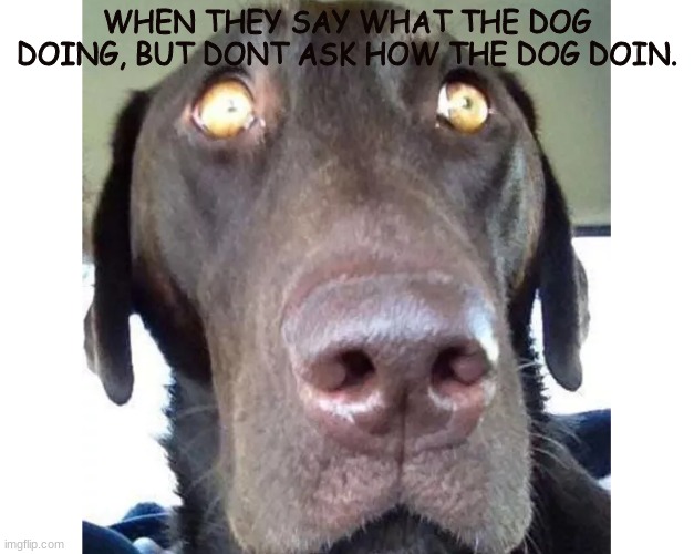 doggo.. | WHEN THEY SAY WHAT THE DOG DOING, BUT DONT ASK HOW THE DOG DOIN. | image tagged in why would you say something so controversial yet so brave | made w/ Imgflip meme maker