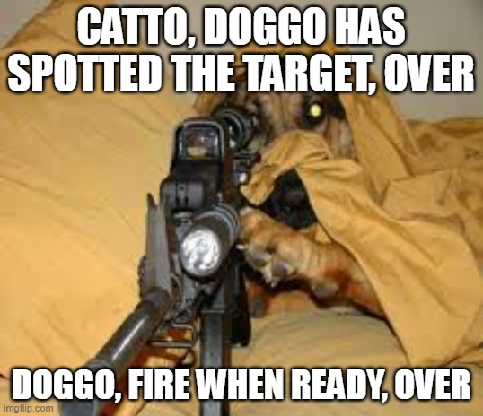 Doggo snipes | CATTO, DOGGO HAS SPOTTED THE TARGET, OVER; DOGGO, FIRE WHEN READY, OVER | image tagged in funny animals,doggo | made w/ Imgflip meme maker