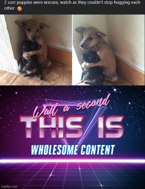 :) | image tagged in wait a second this is wholesome content,memes,dogs | made w/ Imgflip meme maker