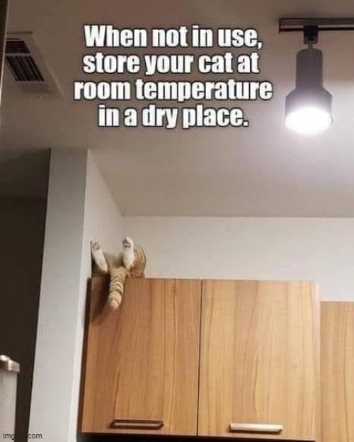 :/ | image tagged in memes,funny,msmg,meowww | made w/ Imgflip meme maker