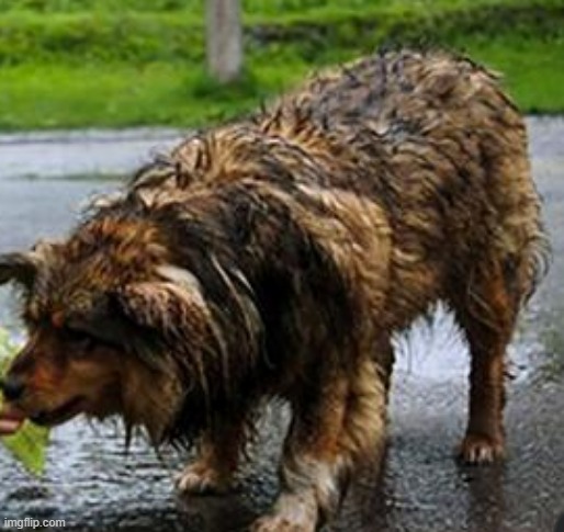 doggo in rain | image tagged in dog,memes | made w/ Imgflip meme maker